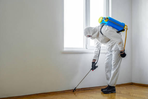 Best Flea Control Services  in Hernando, MS