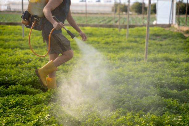 Best Ant Control Services  in Hernando, MS
