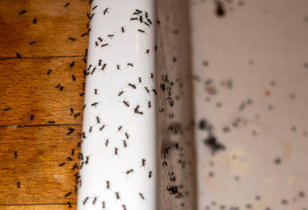 Best Emergency Pest Control  in Hernando, MS